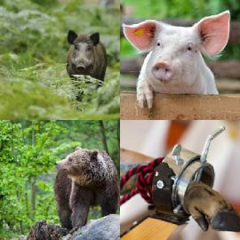 4 Images 1 Mot Énigmes journaliére Mars 19 2019