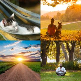 4 Images 1 Mot niveau 2258