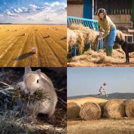 4 Images 1 Mot niveau 6630