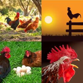 4 Images 1 Mot niveau 6631