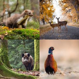 4 Images 1 Mot Juin 23 2025 Puzzle bonus