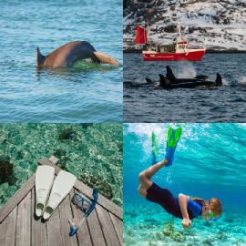 4 Images 1 Mot niveau 5304