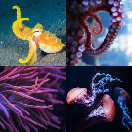 4 Images 1 Mot niveau 6693