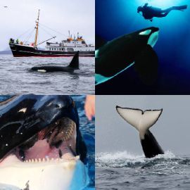 4 Images 1 Mot niveau 6630