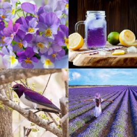 4 Images 1 Mot niveau 4356
