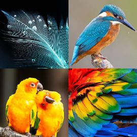 4 Images 1 Mot niveau 6698