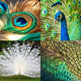 4 Images 1 Mot Août 11 2025 Puzzle bonus
