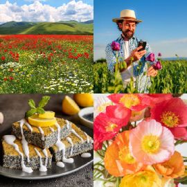 4 Images 1 Mot niveau 4719