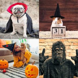 4 Images 1 Mot Octobre 17 2025 Puzzle bonus