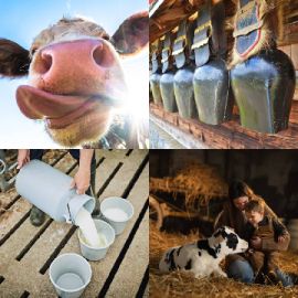 4 Images 1 Mot niveau 595