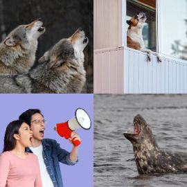 4 Images 1 Mot niveau 1706