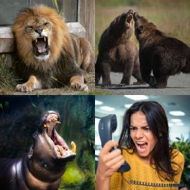 4 Images 1 Mot niveau 2330