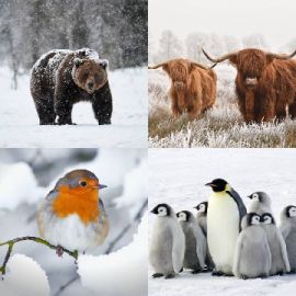 4 Images 1 Mot Énigmes journaliére Décembre 4 2025