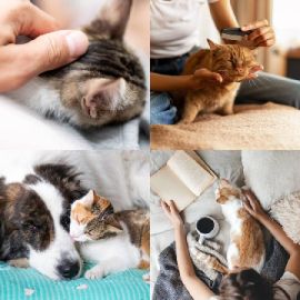 4 Images 1 Mot Énigmes journaliére Février 13 2026