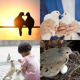 4 Images 1 Mot niveau 6636