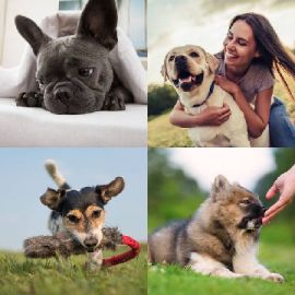 4 Images 1 Mot niveau 338