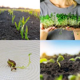 4 Images 1 Mot Avril 11 2026 Puzzle bonus