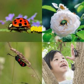 4 Images 1 Mot niveau 6621