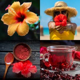 4 Images 1 Mot Avril 26 2026 Puzzle bonus