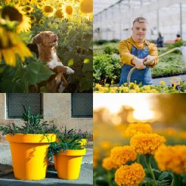 4 Images 1 Mot Avril 6 2026 Puzzle bonus