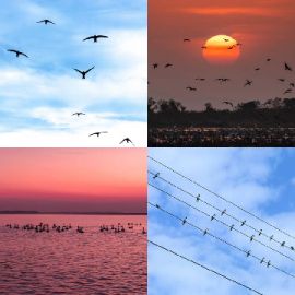 4 Images 1 Mot niveau 6627