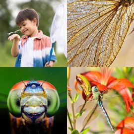 4 Images 1 Mot niveau 4093