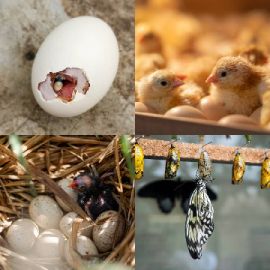 4 Images 1 Mot Avril 14 2026 Puzzle bonus