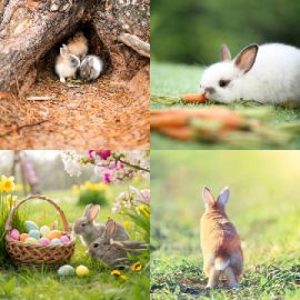 4 Images 1 Mot Énigmes journaliére Avril 29 2026