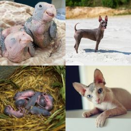 4 Images 1 Mot Septembre 10 2026 Puzzle bonus