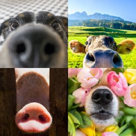 4 Images 1 Mot niveau 6622