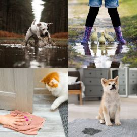4 Images 1 Mot niveau 4584
