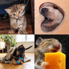 4 Images 1 Mot Septembre 20 2026 Puzzle bonus