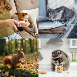4 Images 1 Mot niveau 6696
