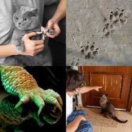 4 Images 1 Mot niveau 2821
