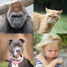 4 Images 1 Mot niveau 6700